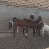 ۳راس بز زایده قیمت مناسب