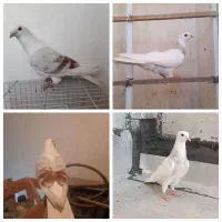 کبوتر رنگی طوقی  سهره قناری طوطی برزیلی فنچ
