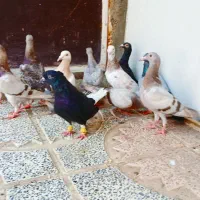 فروش  فوری ۱۱تا ۴ تومن مفت