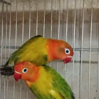 عروس هلندی و برزیلی و فنچ