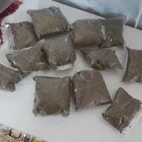 زیره سیاه کوهی امسالی