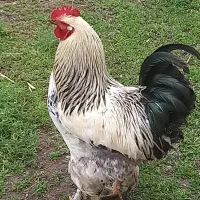 خروس برهما طبیعی