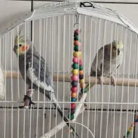 عروس هلندی نرو ماده مولد تخمگذار