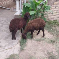 ۲ راس بره افشاری
