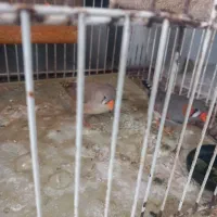 یک جفت فنچ نرو ماده