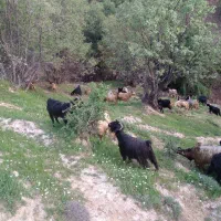 فروش گله بز