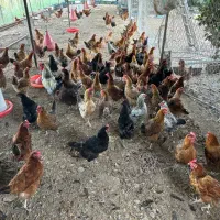 فروش مرغ ومرغ تخمگزار