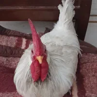 سه عدد خروس سرحال