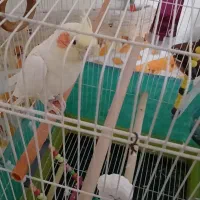 عروس هلندی