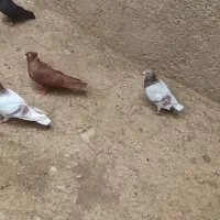 کبوتر|پرنده|ماهیدشت, |دیوار