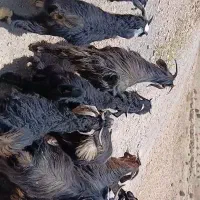 حیوانات‌مزرعه‌بز