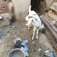 گتاچ خوب واسه مالداری