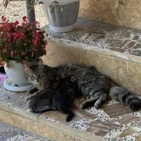 واگذاری رایگان گربه DLH