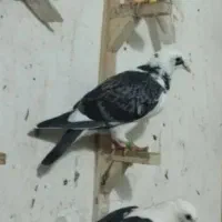 کبوتر