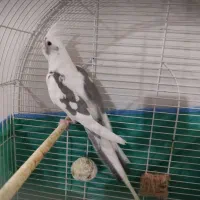 پرنده|پرنده|پلدختر, |دیوار