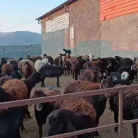 فروش پنجاه راس میش و بره قزل افشار