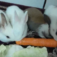 بچه خرگوش