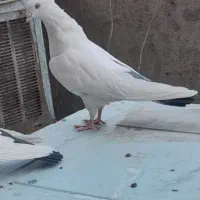 کبوتر دمبی سبز