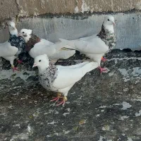 دسته کبوتر طوقی کرمانشاهی
