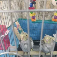 جوجه عروس هلندی