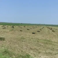 یونجه درجه یک خوراکی 100عدد