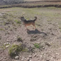 حیوانات