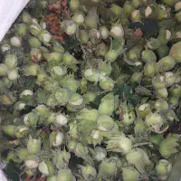 فندوق تازه