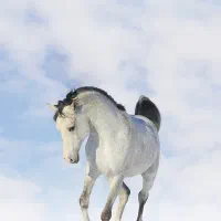 فروشی مادیان عرب بسیار خوش قیمت