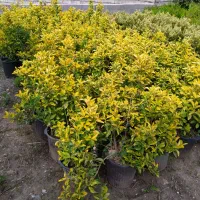 شمشاد طلایی ونعنایی وسبز