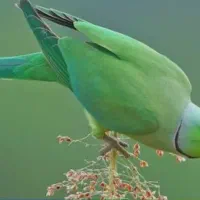 فروش طوطی ۶۰۰۰