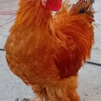 خروس برهما