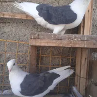 پشت سیاه