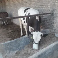 گاو آبستن