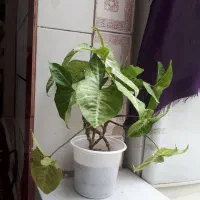 گل خرگوشی