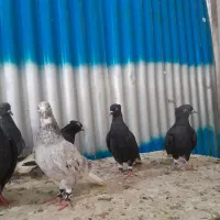 ۱۳تا ماده دم سفید دونه ۸۰۰