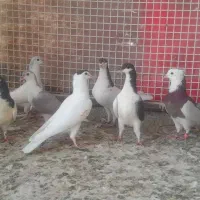 کبوتر شیرازی
