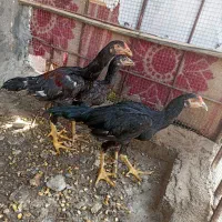 خروس مرغ نسل دار