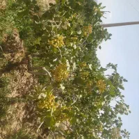 باغ پسته
