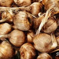 خرید وفروش پیاز زعفران