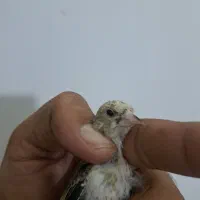 جوجه سهره