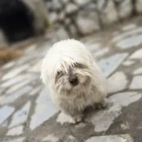 واگذاری سگ پا کوتاه