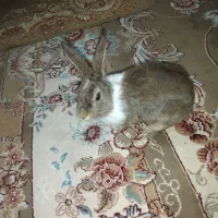 خرگوش خانگی رام