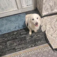 سگ پامر اشپیتز