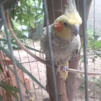عروس هلندی