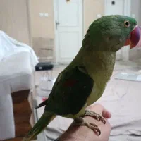 شاه طوطی شاه تخم نر