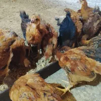 جوجه|حیوانات مزرعه|مشهد, تبادکان|دیوار