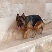 واگذاری توله ژرمن