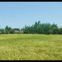 17000-متر-شالیزار-آستانه-اشرفیه