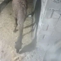 هاشی نر