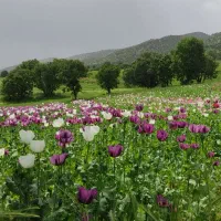 زعفران